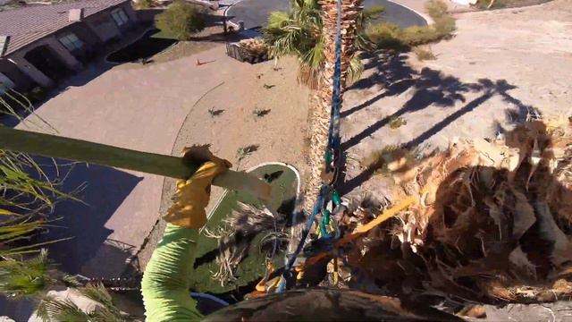 8 palm trees get trimmed смотреть онлайн