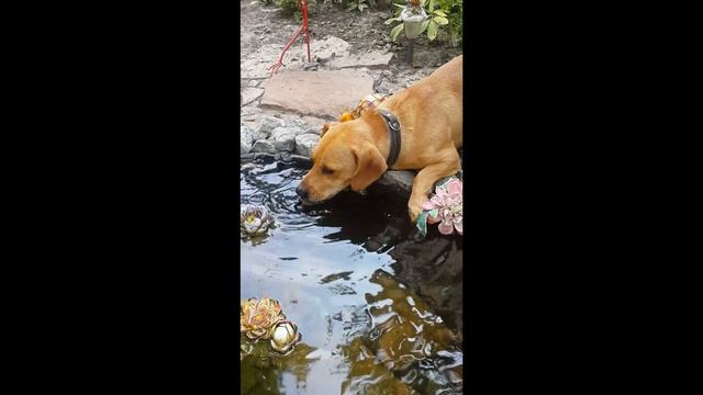 Собака пьёт воду у озера / Dog drinking water from lake смотреть онлайн