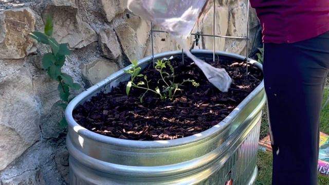 Planting Obedient Plant & Verbascum 🌸 || Fall Perennials || Harvesting Flowers || Zone 8 смотреть онлайн