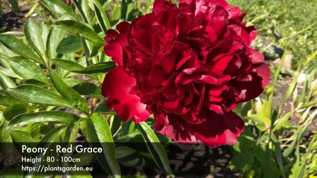 Peony - Red Grace 4K смотреть онлайн