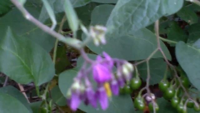 Solanum dulcamara (tossica) medicinal plant смотреть онлайн