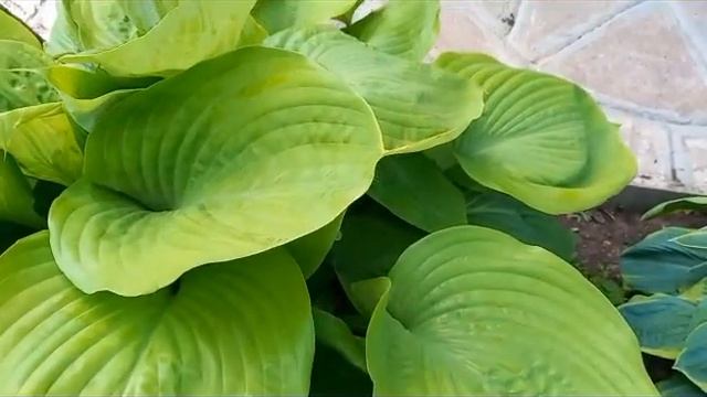 #хоста #самэндсабстенс / 2023г. Хоста Сам энд Сабстенс. Супер - гигант. смотреть онлайн