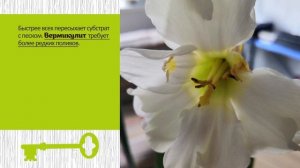 Выгонка нарциссов . Во что посадить луковицы