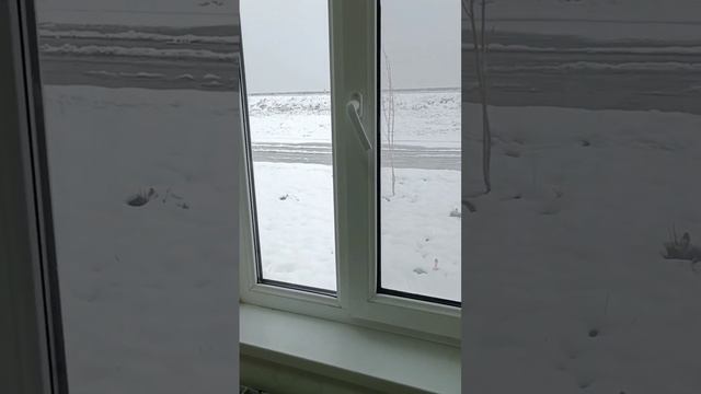 Mehr - приют для собак в Узбекистане ???❤️ смотреть онлайн