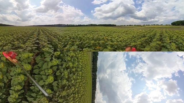 Подсолнечник СУБАРО ОТ СИНГЕНТА смотреть онлайн