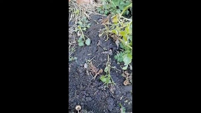 Вырастила картофель из семян смотреть онлайн
