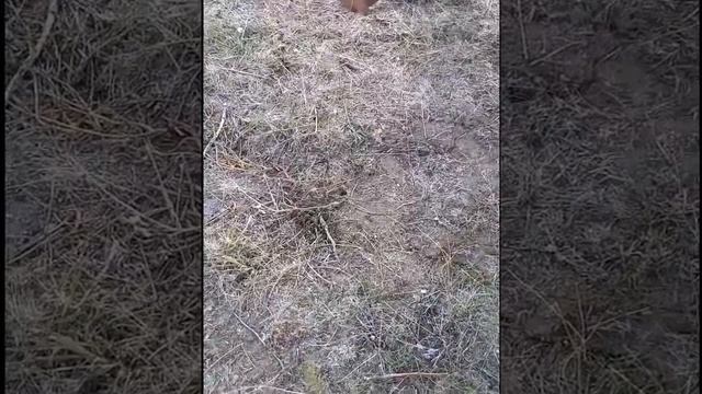 Как выманивают южнорусских тарантулов с нор смотреть онлайн