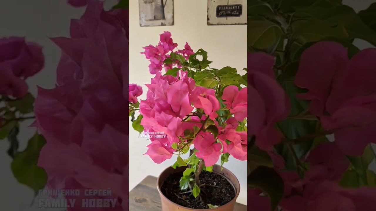 #бугенвиллия #10 апреля в нашем саду смотреть онлайн