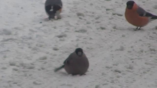 Птицеловам на заметку. смотреть онлайн