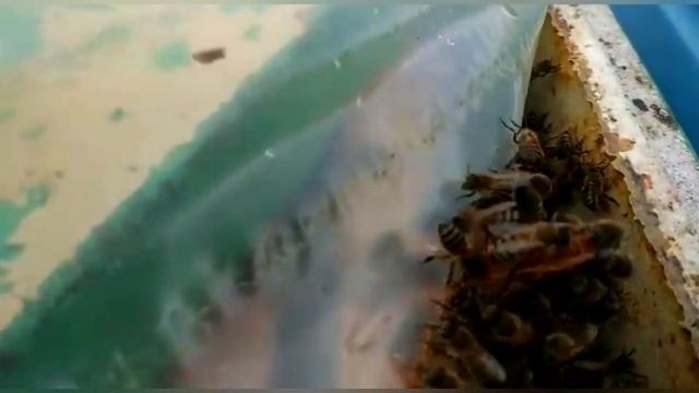 Как собирать Пыльцу#пчеловодство#пасека#пчёлы#изоляцияматок#малыхин#миленин#весна2021#какпчеловодит смотреть онлайн