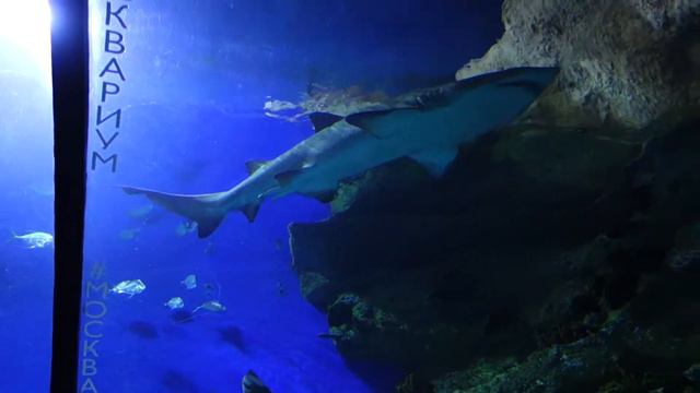 Московский океанариум. Подводный тоннель смотреть онлайн