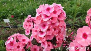 Сравниваем флоксы Лариса, отечественной и иностранной селекции