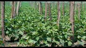 Выращивание огурцов на сетке. Сад и огород выпуск 261