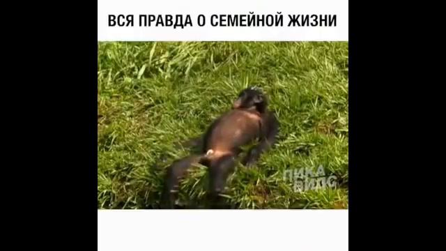 Смешные животные #1 ДО СЛЁЗ!!!!