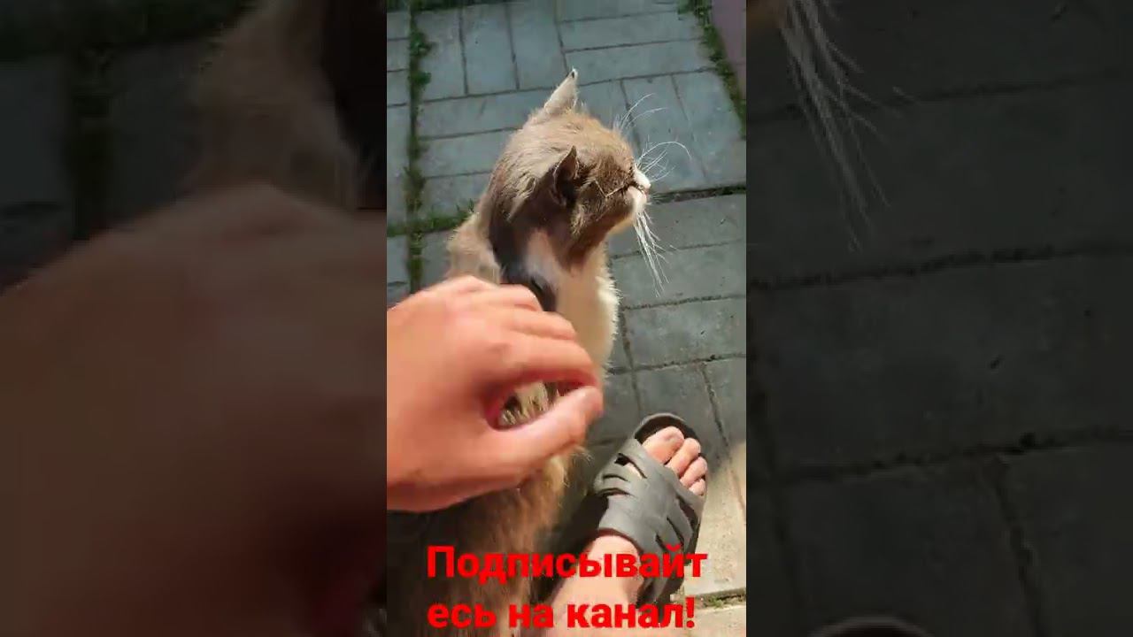 кот и ласка! смотреть онлайн