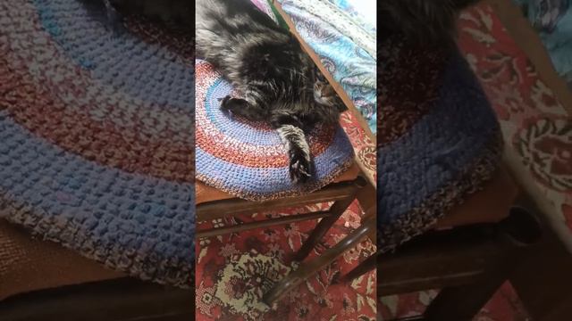Мейн Кун Кеша. малыш не помещается уже на два стула)) смотреть онлайн