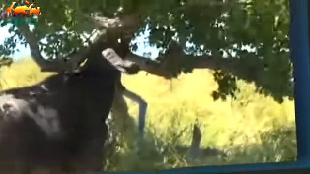 Буйволица защищала своего мертвого детеныша от хищников 12 часов / Трогательные кадры смотреть онлайн