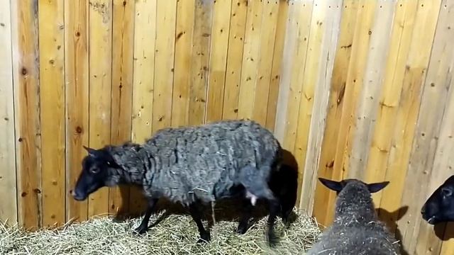 Затяжное ягнение овцы// Дойка Романовской овцы