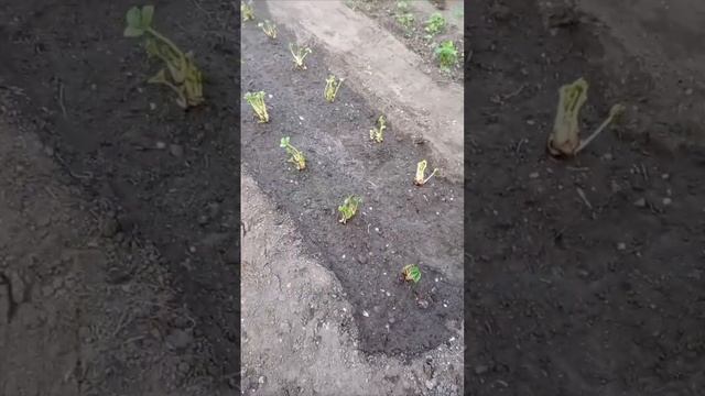 Фриго, сорт "Вивара" НСД(рем) Высадка в открытый грунт. #vivara #fragariaananassa #зимнийсад смотреть онлайн