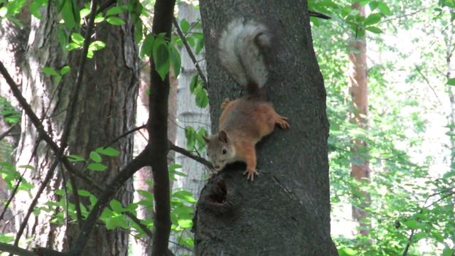 Белка в летней рыжей шубке, Red Squirrel смотреть онлайн