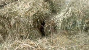 Содержание кроликов без клеток