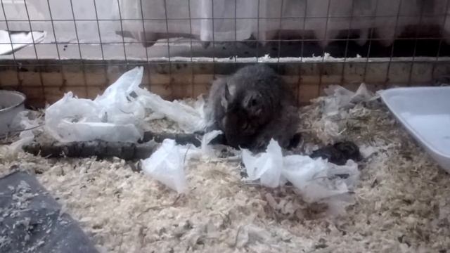 Чилийская белка дегу рожает - Chilean squirrel degu gives birth смотреть онлайн