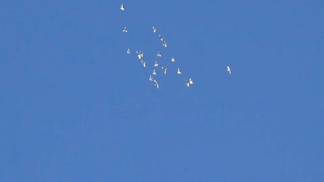 Полёты на праздник Ильин день