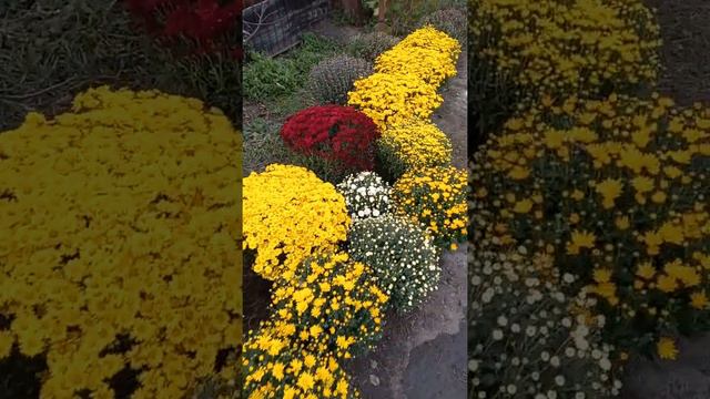 хризантема мультифлора (замовлення)🙂 смотреть онлайн