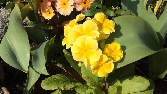 Mixed Flower Bed Of Primrose (Primula Vulgaris) And Tulips #primrose #primula #tulips #gardening