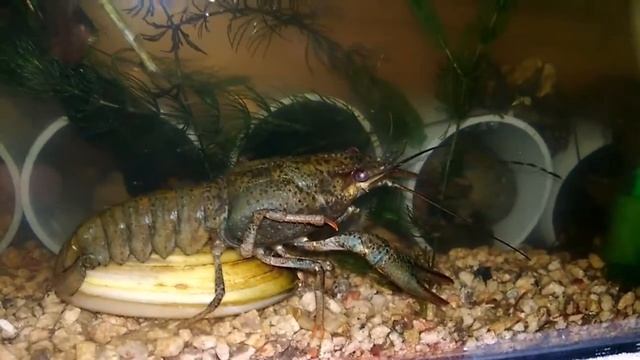 Что произошло с раками в домашнем аквариуме спустя 2 недели #раки смотреть онлайн