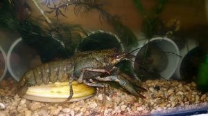 Что произошло с раками в домашнем аквариуме спустя 2 недели #раки