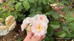 Обзор английской розы Эмили Бронте (Emily Bronte) David Austin Roses, 2018г.