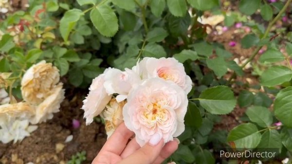 Обзор английской розы Эмили Бронте (Emily Bronte) David Austin Roses, 2018г.