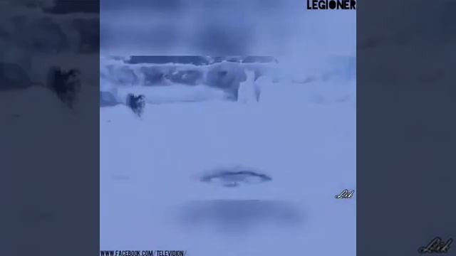 Очень грустное и мотивируещее видео на примере собак смотреть онлайн