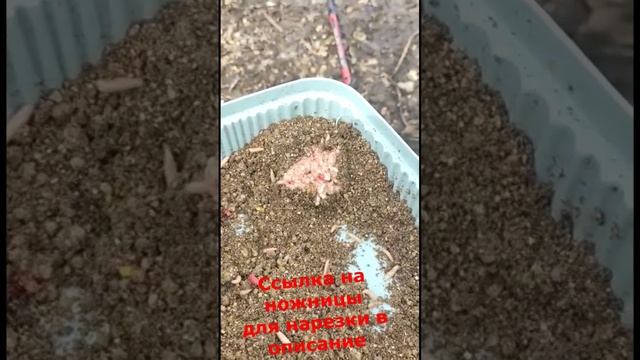 Природный активатор клёва для рыбалки. #shorts смотреть онлайн