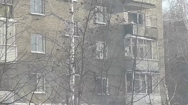 видео блог птицы смотреть онлайн