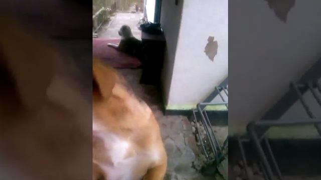 Я играешь с щенком охотничьей собакой зовут Боцман смотреть онлайн