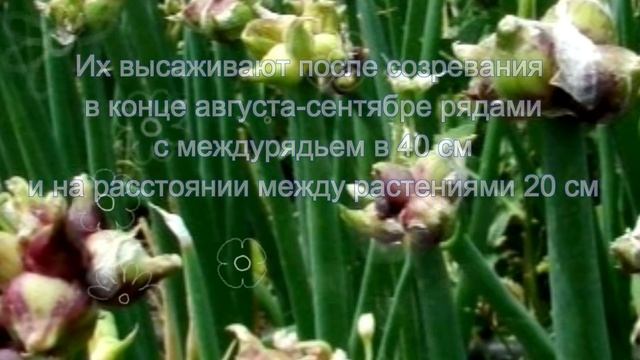 Посадите многоярусный лук смотреть онлайн