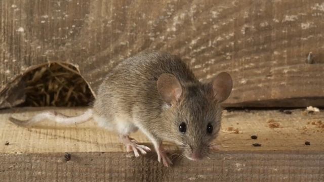 Вторичное использование или что собирали соборы? смотреть онлайн