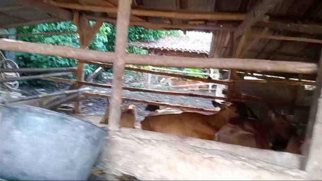 GILA KANDANG SAMPAI PENUH SAPI SEHAT SEMBUH DARI VIRUS PMK LUAR BIASA смотреть онлайн