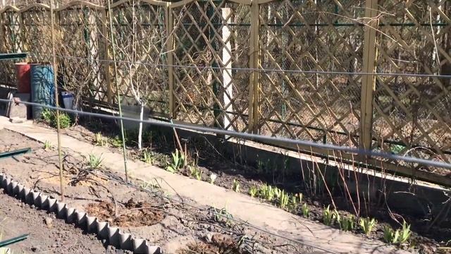 Виноград. Двухплоскостная шпалера своими руками. смотреть онлайн