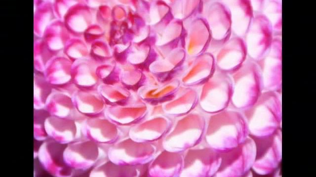 The Dahlia Garden смотреть онлайн