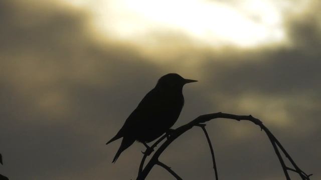 Черная птица на закате. 19:40 16.05.2023 г. Москва смотреть онлайн