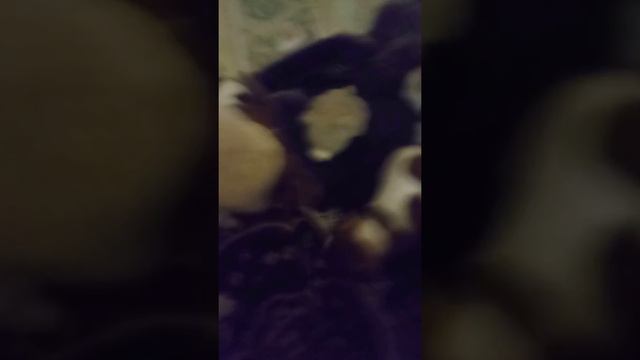 Гладкошерстный фокс терьер, Сабина. смотреть онлайн