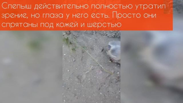 вредитель "без глаз". удивительный слепыш смотреть онлайн