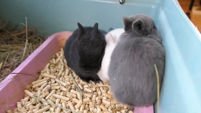 #декоративные_кролики ВОЗРАСТ 16 дней ВСЕ крольчата НАШЛИ новый ДОМ +7 921 595 08 48 Лен. область смотреть онлайн