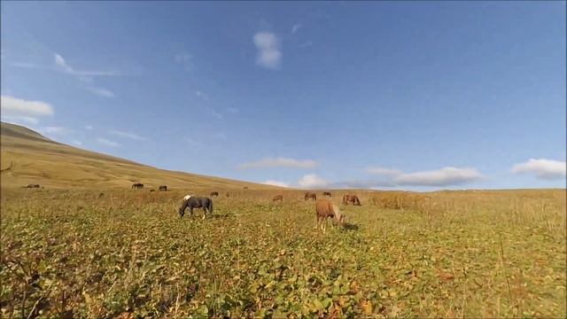 VLOG No1 Поход на Каменное море. Кавказский биосферный заповедник. Плато ЛагоНаки смотреть онлайн