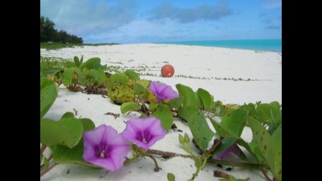 Michael Denissoff - Hawaiian Blue Rose (Гавайская Синяя Роза) смотреть онлайн