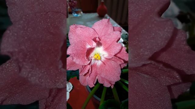 РМ - Свет восходящего солнца. Фиалка. смотреть онлайн