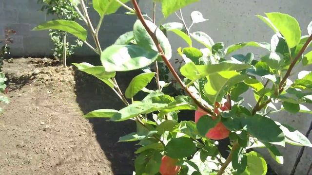 Зеленые островки,оазисы,среди асфальта и бетона. смотреть онлайн